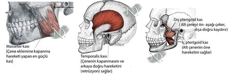 Çene Anatomisi ve Fonksiyonları