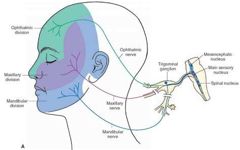 Ağrılı Trigeminal Nevraljisi